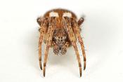 brede wielwebspin (Agalenatea ridii)  1-2013 2065